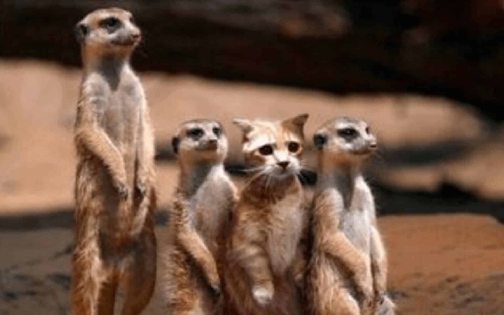 A family of meerkats stand together with a domestic orange tabby in their midst as an imposter